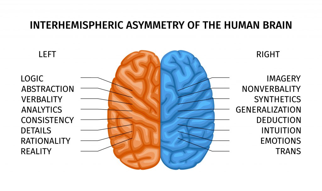 What is Left Brain – Right Brain?